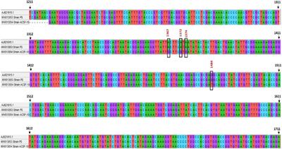 Metabolic detoxification and ace-1 target site mutations associated with acetamiprid resistance in Aedes aegypti L